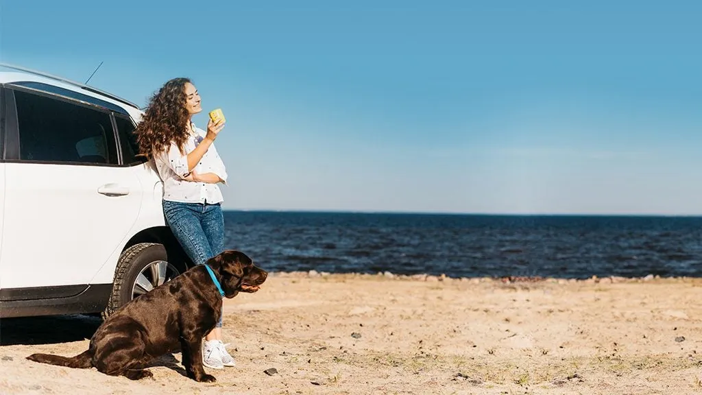 Exquisite Pzz Beach Lustige Hund Auto Sonnenschutz Für Frontscheibe  Verrückte Tiere Fahren Sonnenschutz Visier Für Suv Van Limousinen LKWs