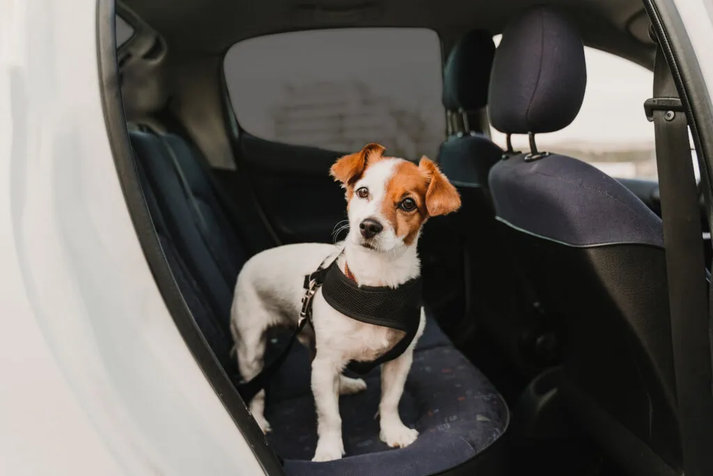 Protege a los perros del calor y la luz solar en el coche