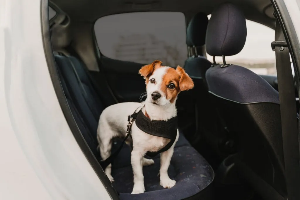 Courrier-Service. Animaux : transporter son chien en voiture en